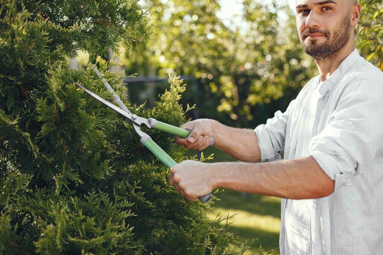 Best Affordable Tree Cutting  in USA